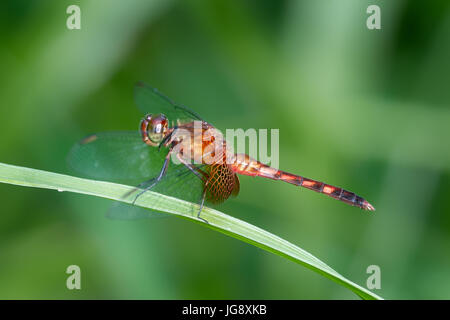 Dragonlet rot-Jaguaren, "Erythrodiplax Fervida", Männlich-La Selva, Costa Rica Stockfoto