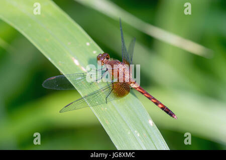 Dragonlet rot-Jaguaren, "Erythrodiplax Fervida", Männlich-La Selva, Costa Rica Stockfoto