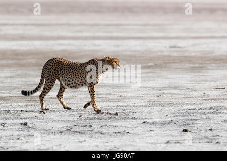 Ein Gepard (Acinonyx Jubatus) geht durch ein ausgetrocknetes Flussbett in der Serengeti Tansania Stockfoto