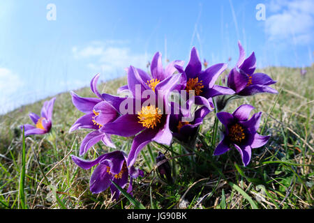 Küchenschelle (Pusatilla Vulgaris) auf einem Hügel der Kreide in Cambridgeshire England UK Stockfoto