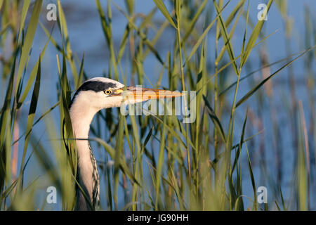 ein Graureiher (Andrea Cinerea) stalking Beute in einem Süßwasser-See in Norfolk England UK Stockfoto