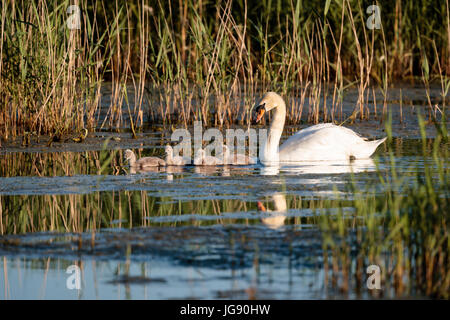 Ein höckerschwäne (Cygnus olar) mit Küken Norfolk, England, Großbritannien Stockfoto