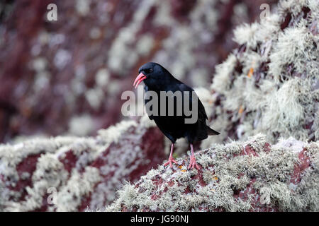 Alpenkrähe (Phyrrhocorux phyrrhocorux); auf Skokholm Insel Penbrokeshire Wales Stockfoto