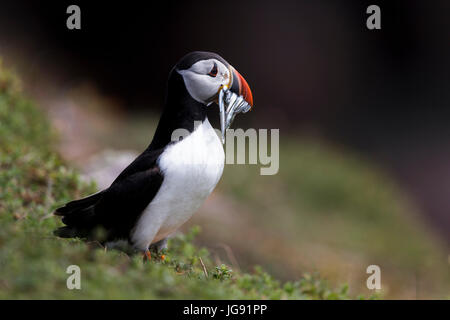 ein Papageientaucher steht auf einer Klippe mit Sandaale im Schnabel Skokholm Insel Pembrokeshire Wales UK Stockfoto