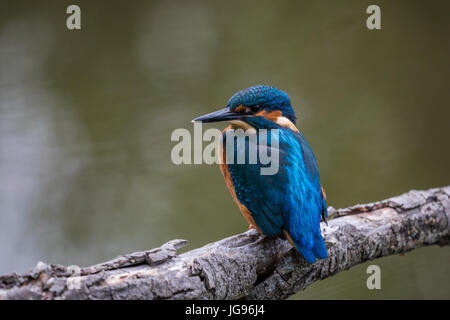 Eisvogel (Alcedo Atthis) Stockfoto