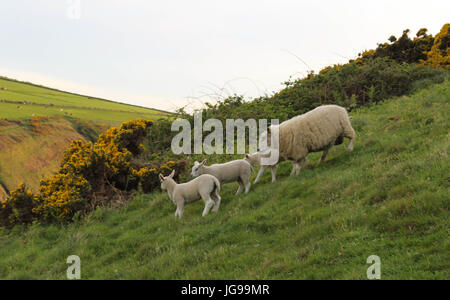 EWE mit zwei Lämmer Weiden auf einem Hügel Stockfoto