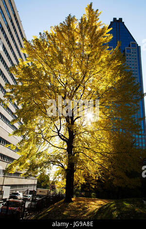 Herbstfarben auf Laub auf den Bäumen im Dorchester Square in Montreal, Kanada. Der Platz befindet sich im Herzen der Innenstadt von Montreal. Stockfoto