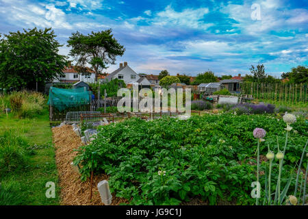 Zuteilung Plot mit Ernte von Kartoffeln und Zwiebeln im Vordergrund.  Erschossen Sie an einem hellen sonnigen Abend im Anfang Juli. Stockfoto