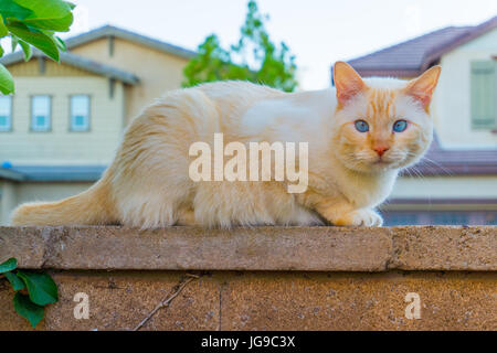Blue Eyed Flamme Point Katze am Zaun Stockfoto