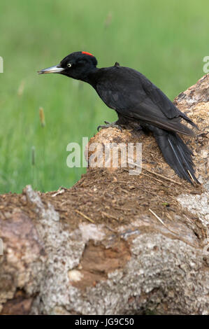 Dryocopus martius Stockfoto