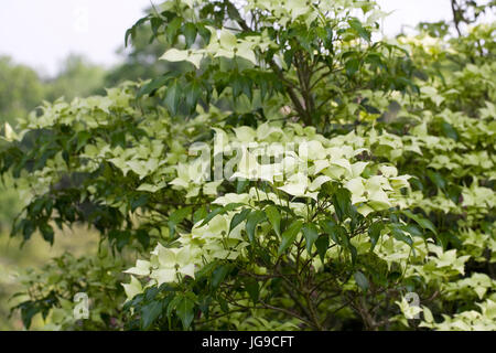 Cornus Kousa "Greensleeves" im Frühsommer. Stockfoto