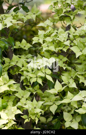 Cornus Kousa "Greensleeves" im Frühsommer. Stockfoto