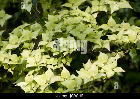 Cornus Kousa "Greensleeves" im Frühsommer. Stockfoto