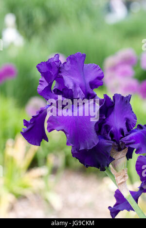 Iris 'Titans Glory' wächst in einem englischen Garten. Stockfoto