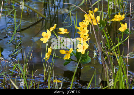 Blühende Marsh Marigold. Gelbe Blumen auf dem Hintergrund der Wasserpflanzen. Stockfoto
