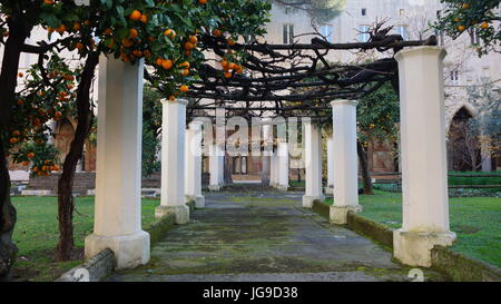 Orangenbäume in Italien Stockfoto