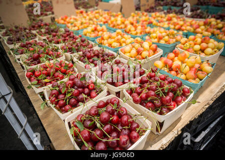 Pints Kirschen zum Verkauf an der Union Square Greenmarket am Samstag, 1. Juli 2017 in New York. (© Richard B. Levine) Stockfoto