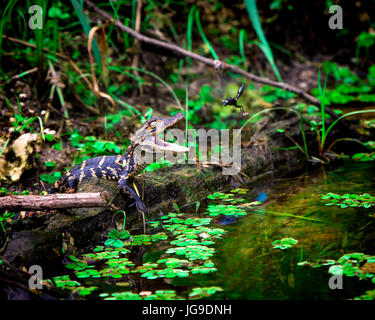 Ein leicht genervt Baby Alligator fängt an Schlamm Wespen fliegen um den Kopf. Fotografiert in den Florida Everglades. Stockfoto