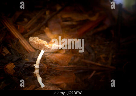 Ein Pluteus Pilz fotografiert in den Everglades in Florida in den frühen Morgenstunden. Der Haufen von Zweigen dahinter ist eigentlich ein Alligator-Nest! Stockfoto