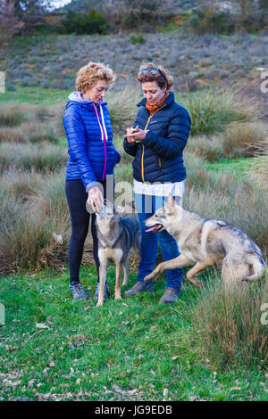 Tschechoslowakische Wolfshunde und Frauen Stockfoto