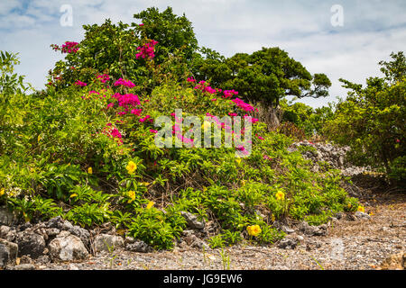 Subtropische Vegetation auf Taketomi Insel, Präfektur Okinawa, Japan. Stockfoto