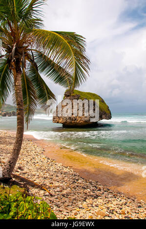 Dramatische Felsformationen auf atlantischen Ostküste in Bathsheba Barbados Stockfoto