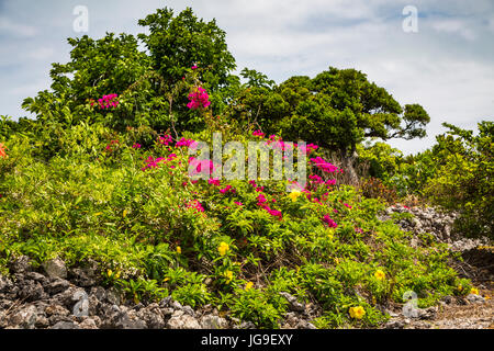 Subtropische Vegetation auf Taketomi Insel, Präfektur Okinawa, Japan. Stockfoto