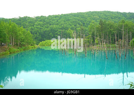 Die bläulichen Teich in Biei, Hokkaido, Japan Stockfoto