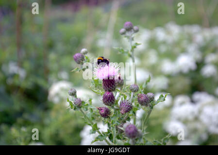 schottische Distel mit Bumble Bee unscharf Hintergrund hautnah Stockfoto