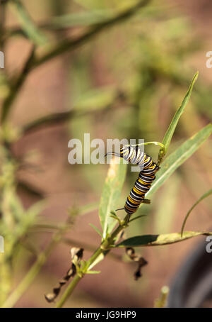 Monarch Raupe, Danaus Plexippus, in einen Schmetterlingsgarten auf einer Blume im Frühling in Süd-Kalifornien, USA Stockfoto