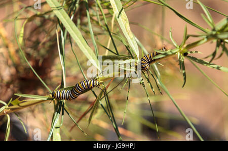 Monarch Raupe, Danaus Plexippus, in einen Schmetterlingsgarten auf einer Blume im Frühling in Süd-Kalifornien, USA Stockfoto