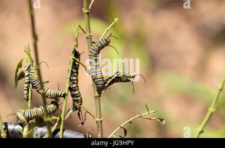 Monarch Raupe, Danaus Plexippus, in einen Schmetterlingsgarten auf einer Blume im Frühling in Süd-Kalifornien, USA Stockfoto