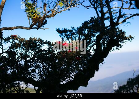 Azalea Rhododendron Blüte Bush Strauch in voller Blüte Stockfoto