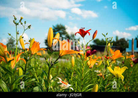 Bunte Lilien wachsen in einem Feld Stockfoto