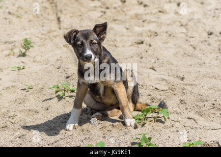 Porträt von liebenswert streunende, gemischte Rasse Welpen mit Rest an einem sandigen Ort Stockfoto