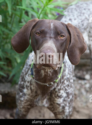 Zeiger Offen genannt der English Pointer ist eine mittlere große Hunderasse für die Jagd auf Vögel. Stockfoto