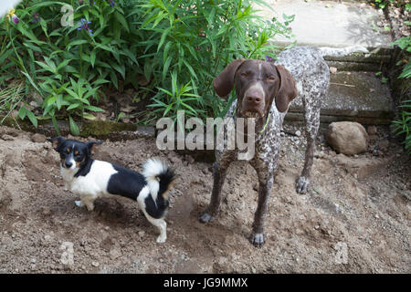 Zeiger Offen genannt der English Pointer ist eine mittlere große Hunderasse für die Jagd auf Vögel. Hier zusammen mit einem gemischten Hund mit Jack Russell und P Stockfoto