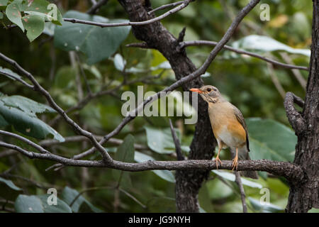 Sambia, South Luangwa Nationalpark. Kurrichane Soor, mit Zecken auf seinem Gesicht im Lebensraum Wald Wald (Turdus Libonyana) in der Familie Turdidae. Stockfoto