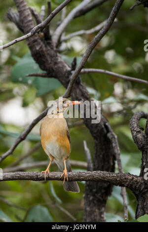 Sambia, South Luangwa Nationalpark. Kurrichane Soor im Lebensraum Wald Wald (Turdus Libonyana) in der Familie Turdidae. Stockfoto