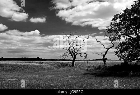 Snape Maltings Suffolk UK Juni 2017 - Snape Maltings ein Zentrum von Kunst, Musik und außergewöhnlicher natürlicher Schönheit Stockfoto