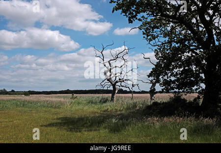 Snape Maltings Suffolk UK Juni 2017 - Snape Maltings ein Zentrum von Kunst, Musik und außergewöhnlicher natürlicher Schönheit Stockfoto