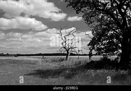 Snape Maltings Suffolk UK Juni 2017 - Snape Maltings ein Zentrum von Kunst, Musik und außergewöhnlicher natürlicher Schönheit Stockfoto