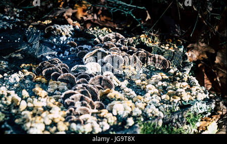 Pilze-Familien im alten gesägte Holzstamm Stockfoto