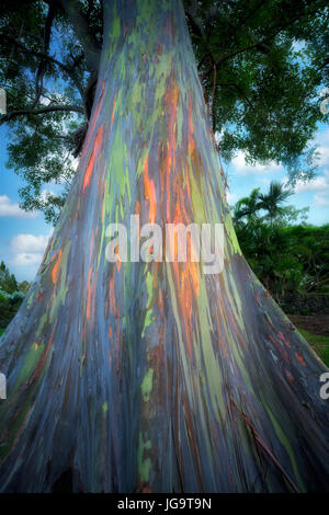Nachschlagen von Regenbogen Eukalyptus-Baum. Hawaiis Big Island. Die große Insel Stockfoto