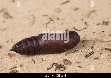 Kiefernschwärmer, Puppe, Seeaufstiegen-Schwärmer, Tannenpfeil, Hyloicus Pinastri, Sphinx Pinastri, Hawkmoth Kiefer, Kiefer, Hawk-Moth, Puppe, Puppen, Le Sphinx du Stockfoto