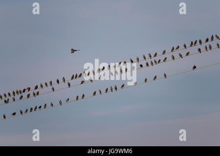 Stern, Stare, Trupp, Schwarm, Starenschwarm, Sturnus Vulgaris, Europäische Starling, gemeinsame Starling, L'Étourneau Sansonnet Stockfoto