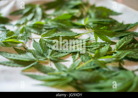 Trocknung von Marihuana Blätter für Tee Stockfoto