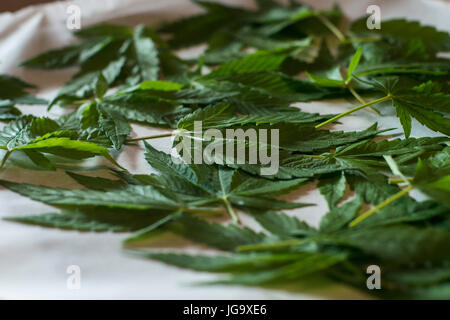 Trocknung von Marihuana Blätter für Tee Stockfoto