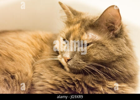 Katze sitzt im Waschbecken heiß tagsüber Stockfoto