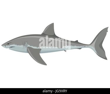 Vektor-Illustration von einem großen weißen Hai Stock Vektor
